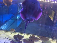 -中环花鸟鱼虫市场