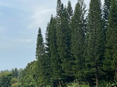 -深圳仙湖植物园