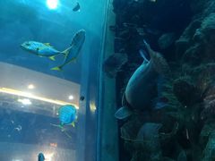 -乐从天佑城海洋馆