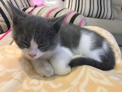 生病中……-艾贝尔宠物医院·狂犬免疫点(江山金象城店)