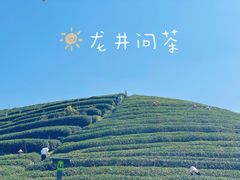 -龙坞茶村