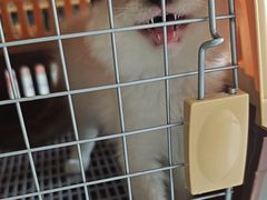 -艾贝尔宠物医院·24H转诊中心·肿瘤猫专科(江宁双龙店)