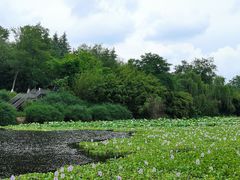 -白鹭湾湿地公园
