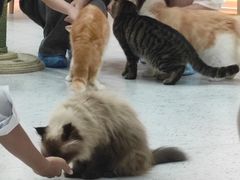 -喵园·猫主题咖啡厅·撸猫·猫咖(国贸店)