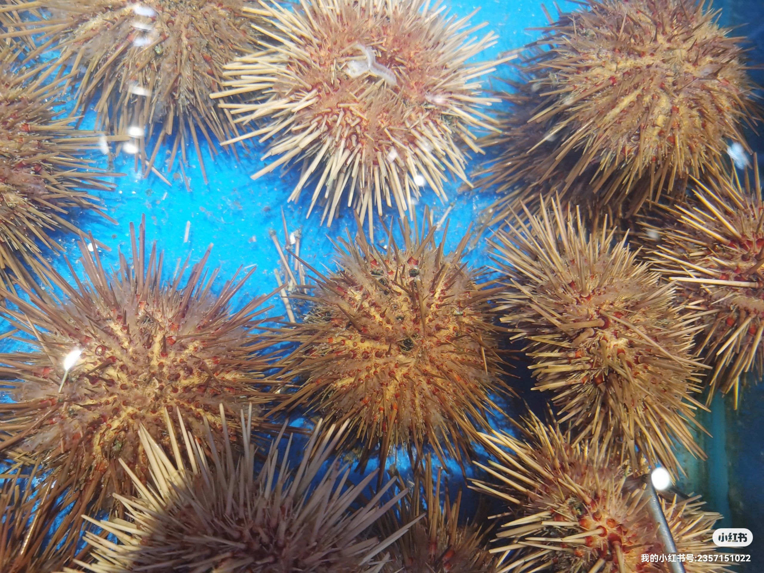 大连小平岛海胆!超赞!超值的美味!