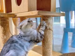 -more than meow吴止猫主题餐厅(承德 中船汇店)