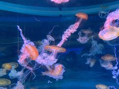 -海合安成都极地海洋公园
