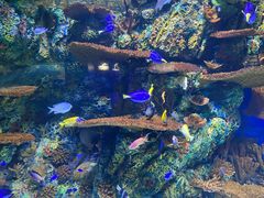 -上海海洋水族馆