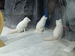 -海合安青岛极地海洋公园