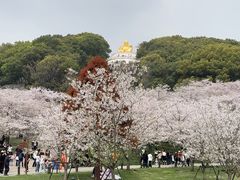 -苏州上方山国家森林公园