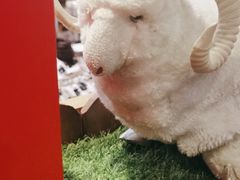 -九府羊鲜羊火锅·烧烤(任丘东风美食街店)