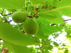 -成都中医药大学(温江校区)
