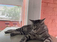 -喵屿·大理花园猫咖