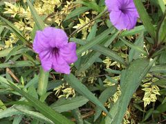 -艾溪湖湿地公园