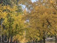-三里屯东五街银杏大道