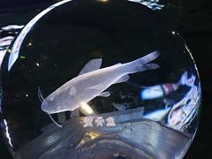 -天怡·鱼工厂(梅溪湖店)