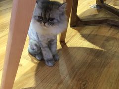 -藦茜花园宠物主题亲子互动体验馆(国顺东路店)