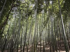 -上海佘山国家森林公园天马山园