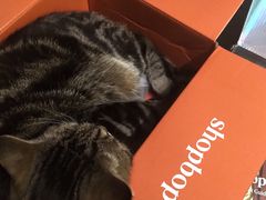 -纳吉亚猫专科动物医院·北北分院