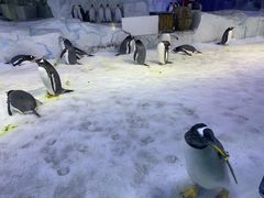 -芜湖新华联大白鲸海洋公园