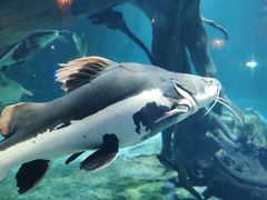 -华夏文旅海洋公园