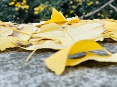 -重庆市江北嘴中央商务区中央公园