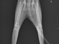 -宠颐生猫科·内科皮肤科(西平世纪城店)