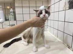 -猫大福·Fortune Cat猫舍(百子湾店)