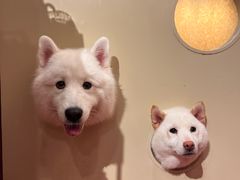 -和它·交个朋友·狗咖猫咖(爱琴海店)