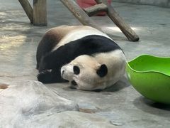 -栾川竹海野生动物园