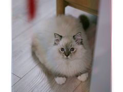 -东方名猫馆·英短金渐层布偶猫舍(环线广场1号楼店)