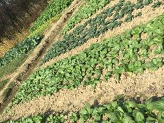 -呼吸森林·生态农庄农家乐私房菜