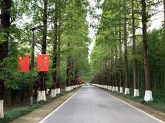 -黄海国家森林公园