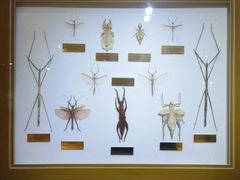 -上海昆虫博物馆