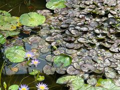 -国家植物园南园