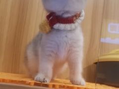 -欣宠猫屋·矮脚拿破仑·蓝金金渐层