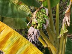 -西双版纳原始森林公园