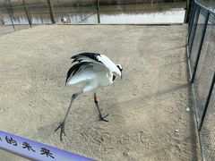 -盐城丹顶鹤湿地生态旅游区