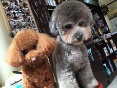 -Oh My Dog宠物沙龙(伊珊娜皮毛护理店)