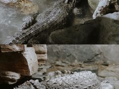 -上海大自然野生昆虫馆(东方明珠·爬宠昆虫探索中心)