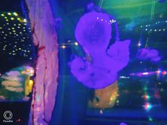 景点-上海欢乐谷