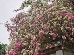 -深圳国际园林花卉博览园