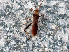 -白水寺森林公园