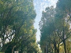 -羊山湖公园