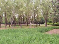-坝河休闲公园