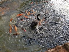 -海南热带野生动植物园