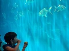-海棠湾洲际-涛·海底餐厅·美人鱼·自助餐·海底隧道