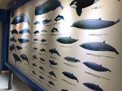 -上海海洋大学鱼文化博物馆(军工路校区)