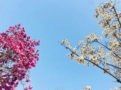 -西园寺