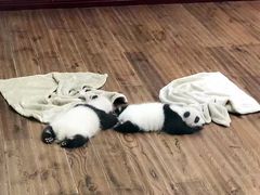 熊猫宝宝-成都大熊猫繁育研究基地